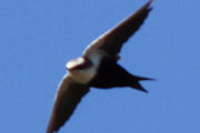 White-backed Swallow (Cheramoeca leucosterna)